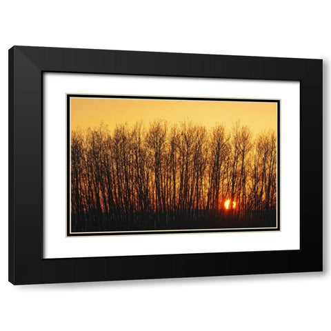 Canada, Melfort Aspen trees at sunset Black Modern Wood Framed Art Print with Double Matting by Grandmaison, Mike