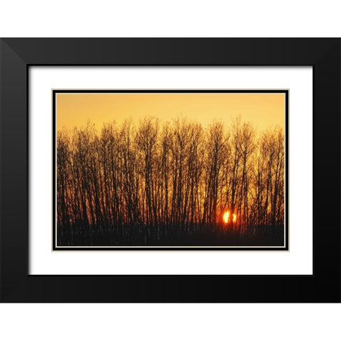 Canada, Melfort Aspen trees at sunset Black Modern Wood Framed Art Print with Double Matting by Grandmaison, Mike
