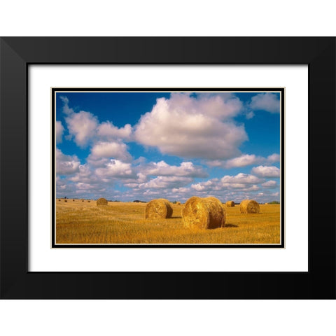 Canada-Saskatchewan-Shellbrook Bale rolls and cumulus clouds on farmland Black Modern Wood Framed Art Print with Double Matting by Jaynes Gallery