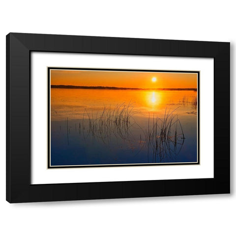 Canada-Saskatchewan-Saskatoon Island Provincial Park Reeds reflect on Saskatoon Lake at sunrise Black Modern Wood Framed Art Print with Double Matting by Jaynes Gallery