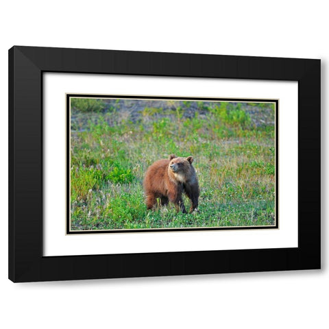 Canada-Yukon Young grizzly bear in field Black Modern Wood Framed Art Print with Double Matting by Jaynes Gallery