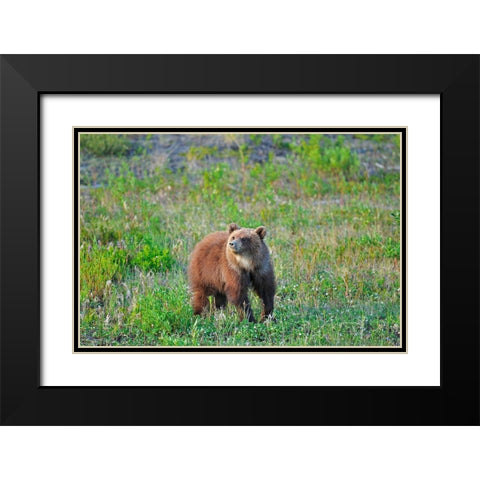 Canada-Yukon Young grizzly bear in field Black Modern Wood Framed Art Print with Double Matting by Jaynes Gallery