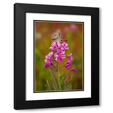 Canada-Yukon-Watson Lake Fireweed blossoms close-up Black Modern Wood Framed Art Print with Double Matting by Jaynes Gallery