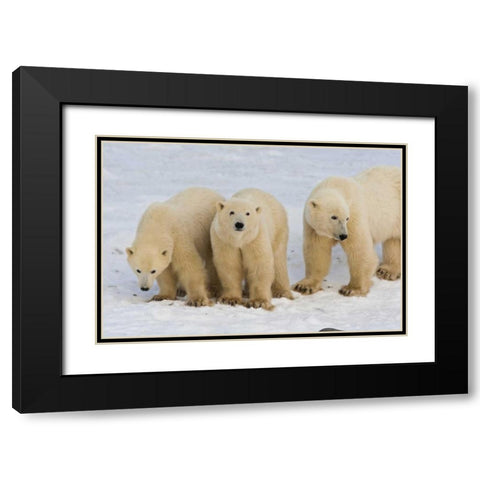 Canada, Hudson Bay Polar bear mother with cubs Black Modern Wood Framed Art Print with Double Matting by Illg, Cathy and Gordon