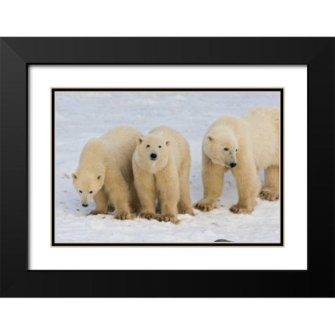 Canada, Hudson Bay Polar bear mother with cubs Black Modern Wood Framed Art Print with Double Matting by Illg, Cathy and Gordon