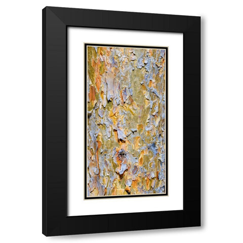 Bark of a pine (Pinus). Autumn in a mixed forest Black Modern Wood Framed Art Print with Double Matting by Zwick, Martin