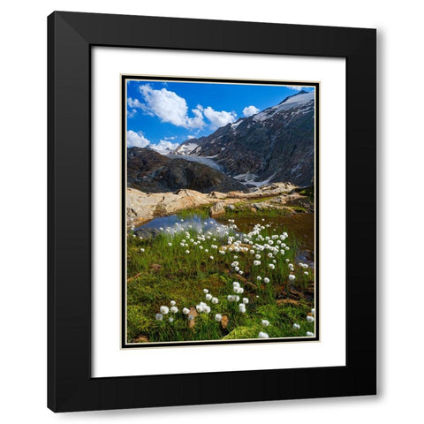 Scheuchzers cotton grass-Gurgler Ferner-Otztal Alps-Europe- Austria- Tyrol Black Modern Wood Framed Art Print with Double Matting by Zwick, Martin