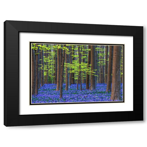 Europe-Belgium-Hallerbos forest with blooming bluebells Black Modern Wood Framed Art Print with Double Matting by Jaynes Gallery