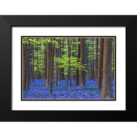 Europe-Belgium-Hallerbos forest with blooming bluebells Black Modern Wood Framed Art Print with Double Matting by Jaynes Gallery