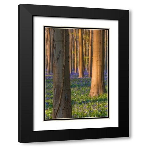 Europe-Belgium-Hallerbos forest with blooming bluebells Black Modern Wood Framed Art Print with Double Matting by Jaynes Gallery