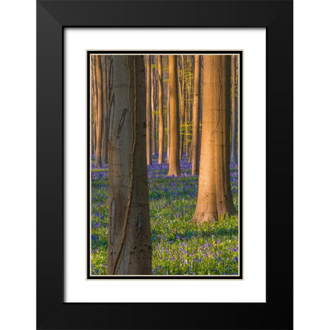 Europe-Belgium-Hallerbos forest with blooming bluebells Black Modern Wood Framed Art Print with Double Matting by Jaynes Gallery