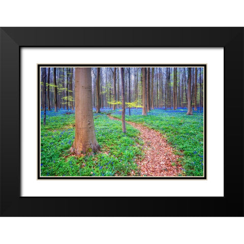 Europe-Belgium-Hallerbos forest with blooming bluebells Black Modern Wood Framed Art Print with Double Matting by Jaynes Gallery