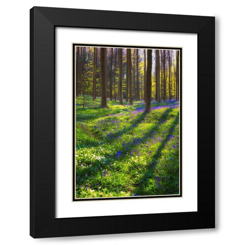 Europe-Belgium-Hallerbos forest with blooming bluebells Black Modern Wood Framed Art Print with Double Matting by Jaynes Gallery