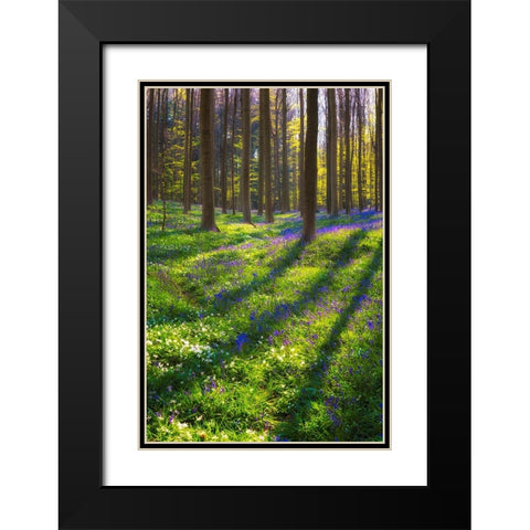 Europe-Belgium-Hallerbos forest with blooming bluebells Black Modern Wood Framed Art Print with Double Matting by Jaynes Gallery