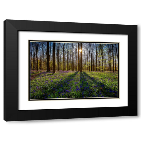 Europe-Belgium-Hallerbos forest with blooming bluebells Black Modern Wood Framed Art Print with Double Matting by Jaynes Gallery