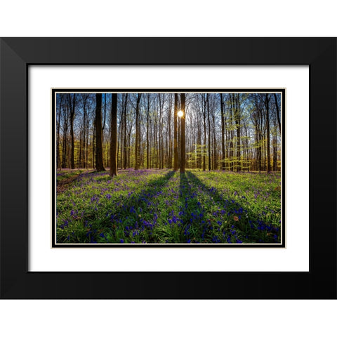 Europe-Belgium-Hallerbos forest with blooming bluebells Black Modern Wood Framed Art Print with Double Matting by Jaynes Gallery
