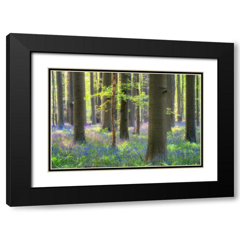 Europe-Belgium-Hallerbos forest with blooming bluebells Black Modern Wood Framed Art Print with Double Matting by Jaynes Gallery