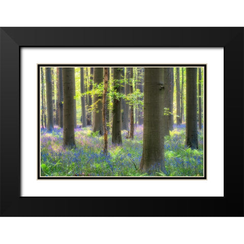 Europe-Belgium-Hallerbos forest with blooming bluebells Black Modern Wood Framed Art Print with Double Matting by Jaynes Gallery