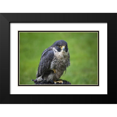 Czech Republic, Prague Captive peregrine falcon Black Modern Wood Framed Art Print with Double Matting by Flaherty, Dennis