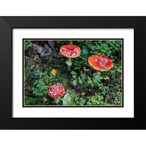 Fly agaric mushrooms in the Cesky Raj nature preserve near Turnov-Czech Republic Black Modern Wood Framed Art Print with Double Matting by Haney, Chuck