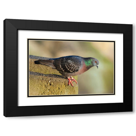Pigeon perched on a stone wall Black Modern Wood Framed Art Print with Double Matting by Haseltine, Tom