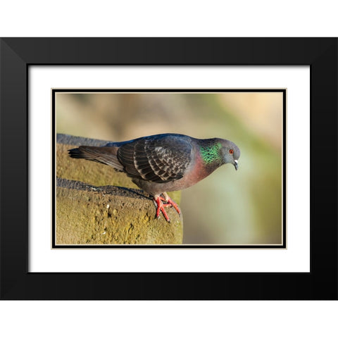 Pigeon perched on a stone wall Black Modern Wood Framed Art Print with Double Matting by Haseltine, Tom