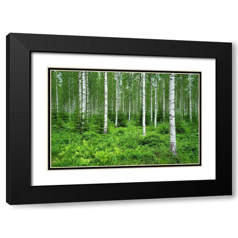 Finlandia-Savonlinna-birches forest Black Modern Wood Framed Art Print with Double Matting by Molinari, Michele