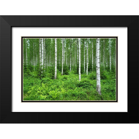 Finlandia-Savonlinna-birches forest Black Modern Wood Framed Art Print with Double Matting by Molinari, Michele