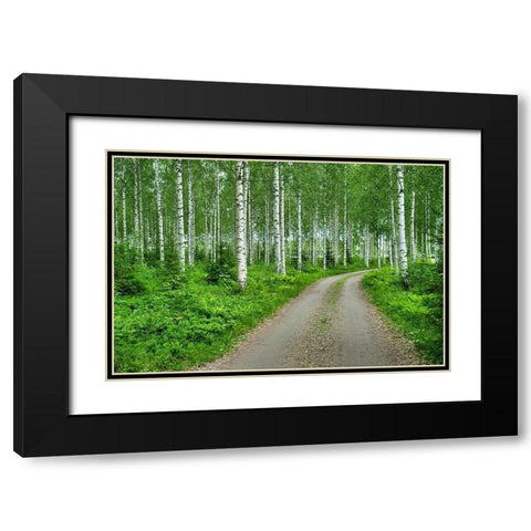 Finlandia-Savonlinna-dirt road in a birches forest Black Modern Wood Framed Art Print with Double Matting by Molinari, Michele