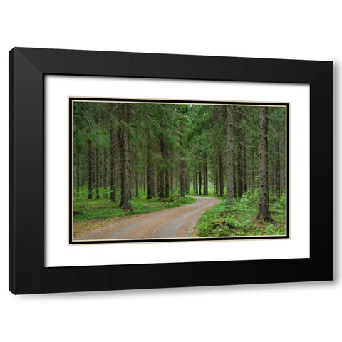 Finlandia-Savonlinna-dirt road in a spruce forest Black Modern Wood Framed Art Print with Double Matting by Molinari, Michele