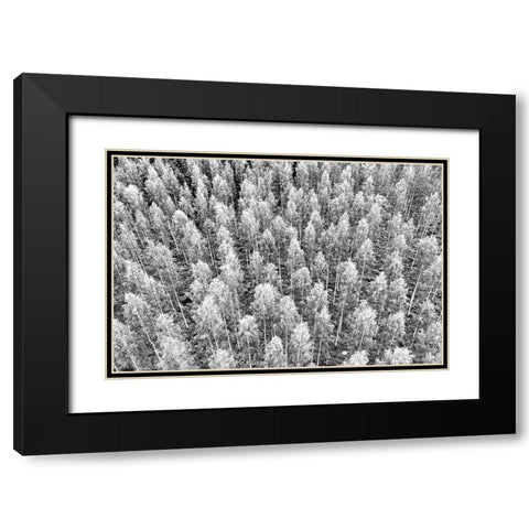Finlandia-Savonlinna-forest Black Modern Wood Framed Art Print with Double Matting by Molinari, Michele