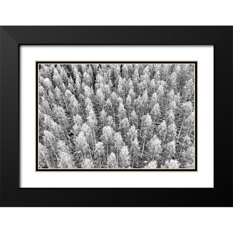 Finlandia-Savonlinna-forest Black Modern Wood Framed Art Print with Double Matting by Molinari, Michele
