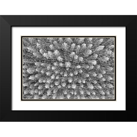 Finlandia-Savonlinna-forest Black Modern Wood Framed Art Print with Double Matting by Molinari, Michele