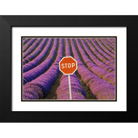 France, Provence Rows of lavender and stop sign Black Modern Wood Framed Art Print with Double Matting by Zuckerman, Jim