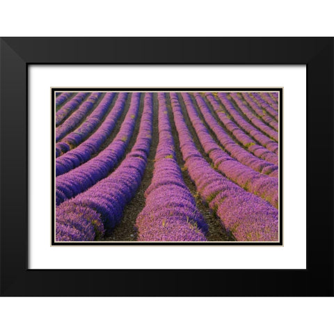 France, Provence Region Orderly rows of lavender Black Modern Wood Framed Art Print with Double Matting by Zuckerman, Jim