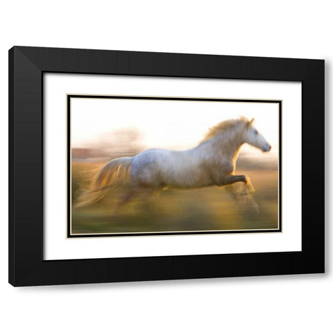 France, Provence White Camargue horse running Black Modern Wood Framed Art Print with Double Matting by Zuckerman, Jim