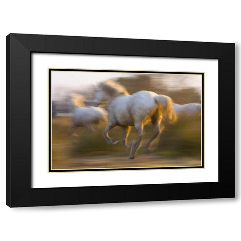 France, Provence White Camargue horses running Black Modern Wood Framed Art Print with Double Matting by Zuckerman, Jim