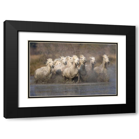France, Provence White Camargue horses running Black Modern Wood Framed Art Print with Double Matting by Zuckerman, Jim