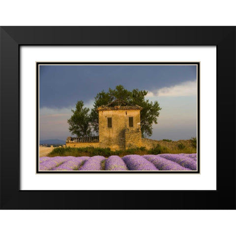 France, Provence Field of lavender and hut Black Modern Wood Framed Art Print with Double Matting by Zuckerman, Jim