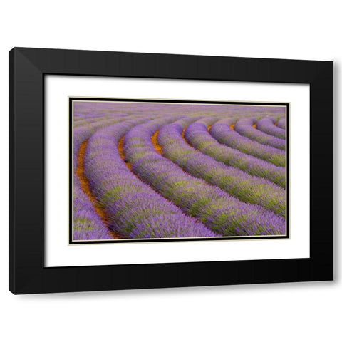 France, Provence region Curved rows of lavender Black Modern Wood Framed Art Print with Double Matting by Zuckerman, Jim