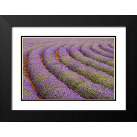 France, Provence region Curved rows of lavender Black Modern Wood Framed Art Print with Double Matting by Zuckerman, Jim