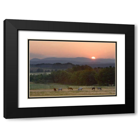 France, Provence region Horses graze at sunrise Black Modern Wood Framed Art Print with Double Matting by Zuckerman, Jim
