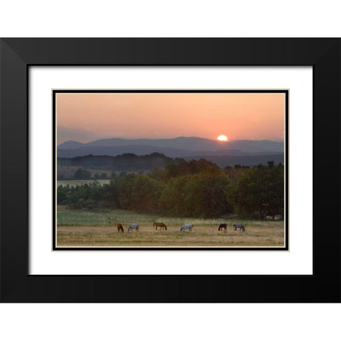 France, Provence region Horses graze at sunrise Black Modern Wood Framed Art Print with Double Matting by Zuckerman, Jim