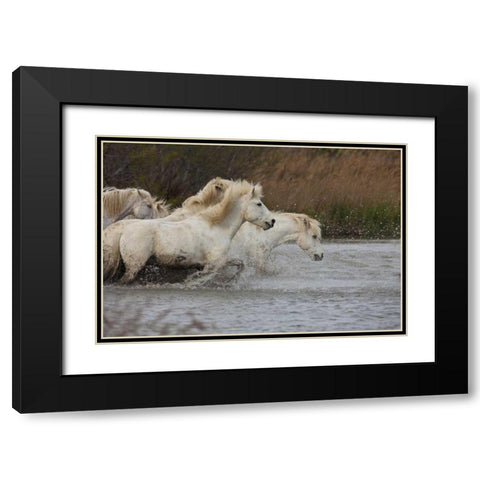 France, Provence White Camargue horses running Black Modern Wood Framed Art Print with Double Matting by Zuckerman, Jim