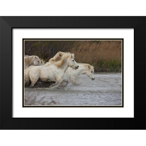 France, Provence White Camargue horses running Black Modern Wood Framed Art Print with Double Matting by Zuckerman, Jim