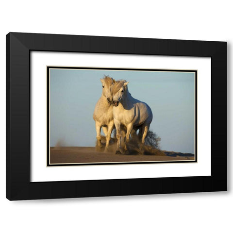 France, Provence Two white Camargue horses Black Modern Wood Framed Art Print with Double Matting by Zuckerman, Jim
