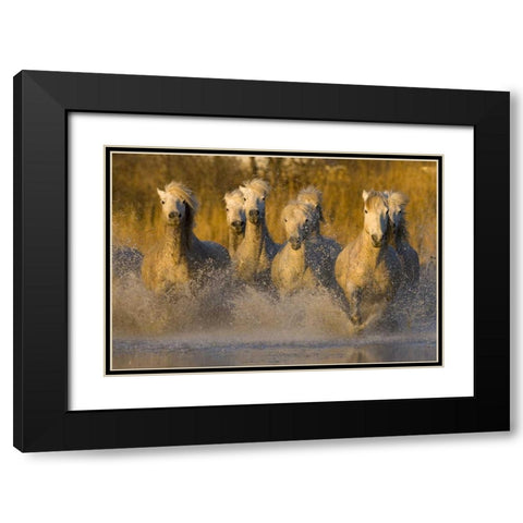 France, Provence White Camargue horses running Black Modern Wood Framed Art Print with Double Matting by Zuckerman, Jim