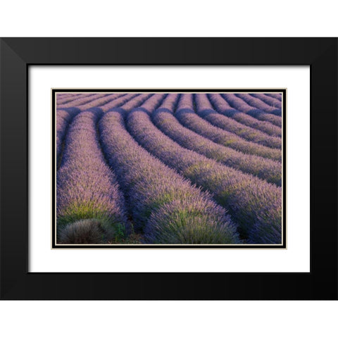 Europe, France Rows of lavender in Provence Black Modern Wood Framed Art Print with Double Matting by Anon, Ellen
