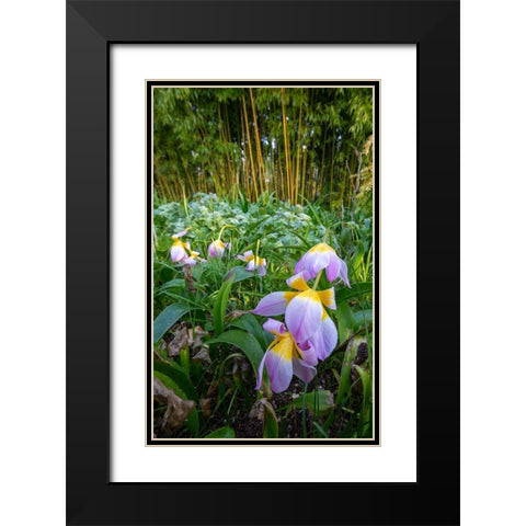 France-Giverny Spring flowers and bamboo forest in Monets Garden  Black Modern Wood Framed Art Print with Double Matting by Jaynes Gallery