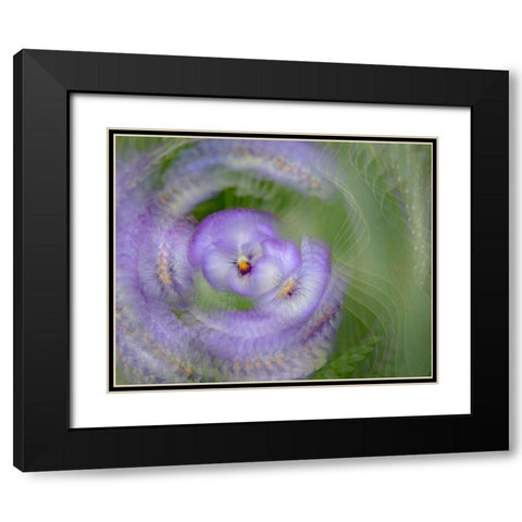 France-Giverny Abstract of purple pansy  Black Modern Wood Framed Art Print with Double Matting by Jaynes Gallery